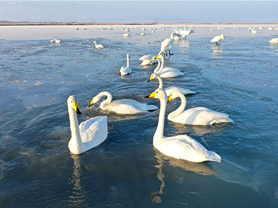 Swans arrive in Gansu’s Heihe River wetlands